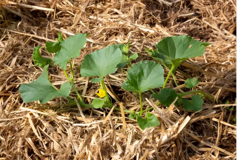 paillage de paille etale genereusement autour d une plante a feuilles larges au potager