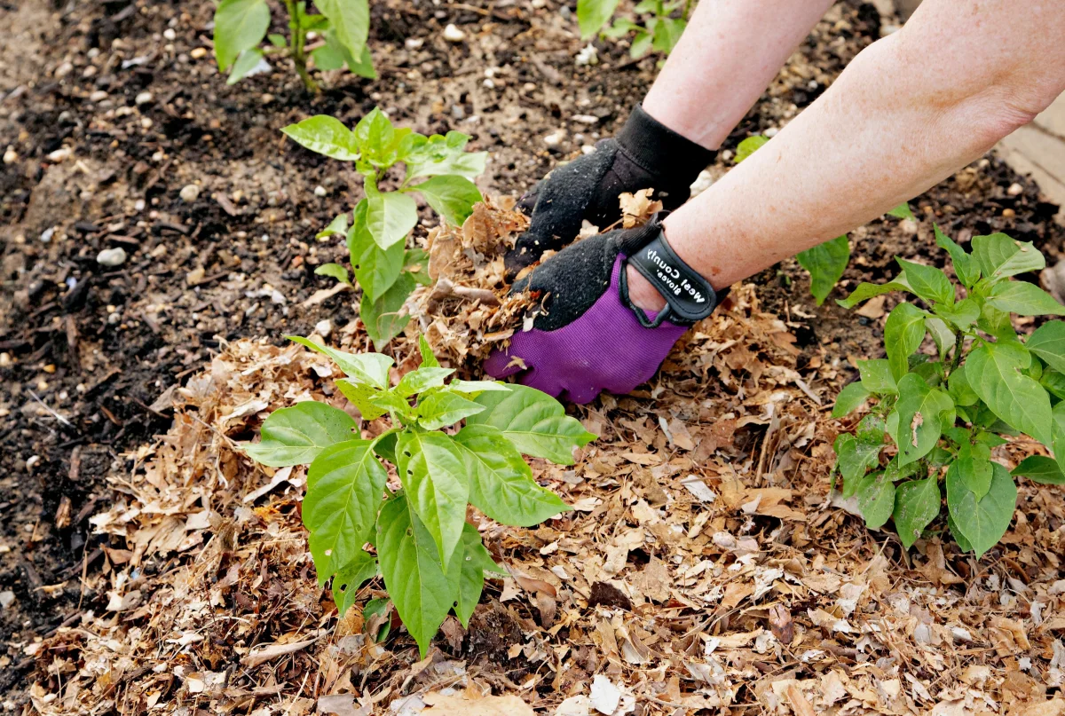 paillis coupeaux bois gants jardinage plantes jeunes potager culture