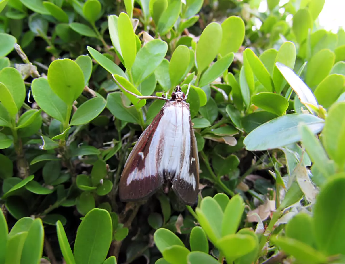 papillon de la pyrale du buis sur un arbuste vert