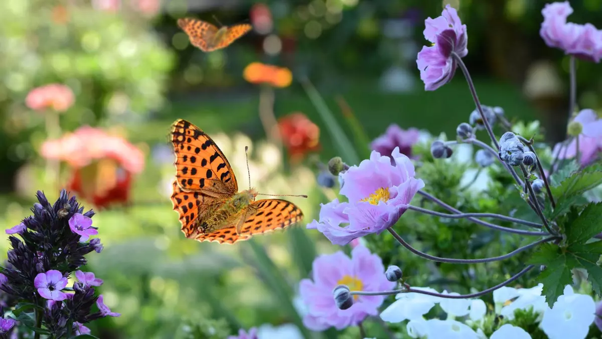 papillons oranges aux pois noirs dans un jardin fleuri avec des fleurs couleur lilas