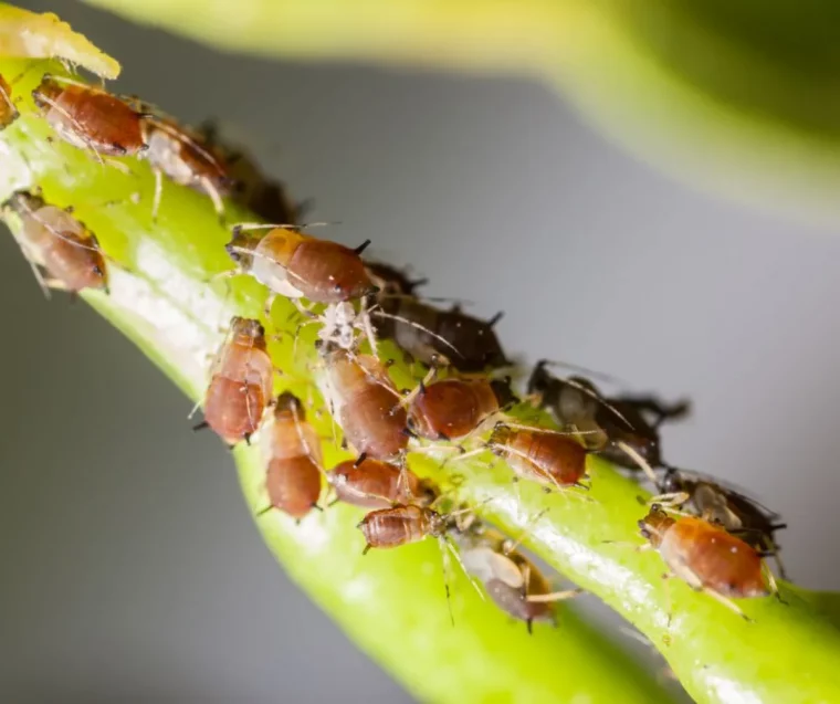 parasites citronniers comment enlever les pucrerons sur le citronnier