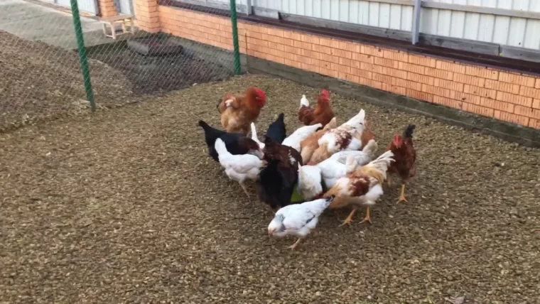 parfumer les poules pour les empêcher de se piquer poules de differentes couleurs