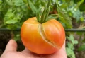 Pourquoi mes tomates sont abîmées ? Un guide visuel et pratique afin d’éviter les erreurs