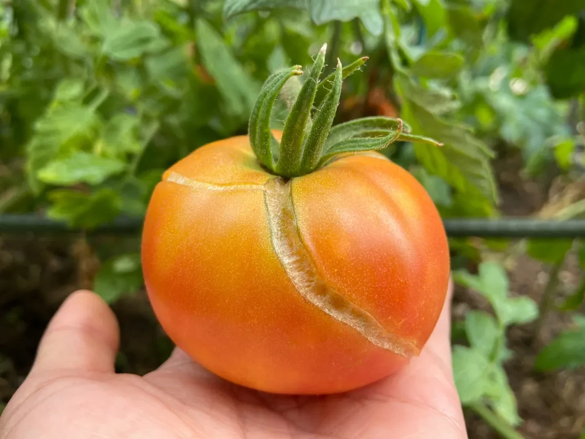 peau de tomates rouges pendues