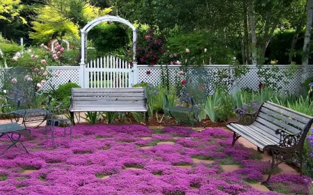 pelouse en thym rampant fleuri couleur violette parcemee avec des blocks de pierres des bancs et des chaises