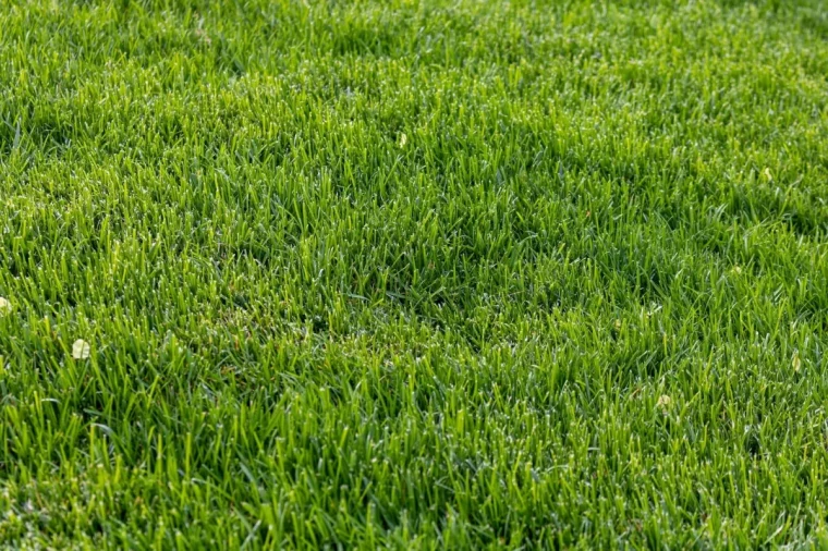 pelouse herbe verte variete hauteur gazon entretien soleil mauvaises herbes