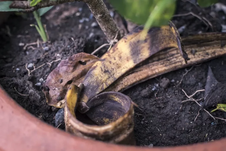 pelures de banane pour plantes sol pot terre cuite terreau plante verte