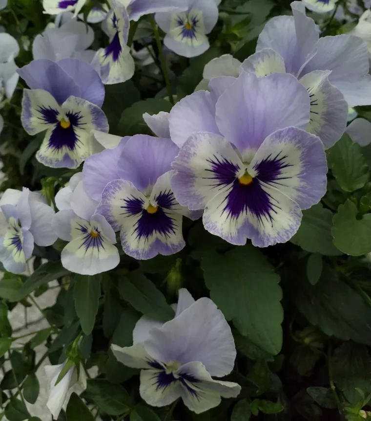 pensees comestibles avec des fleurs delicates couleur mauve blanches