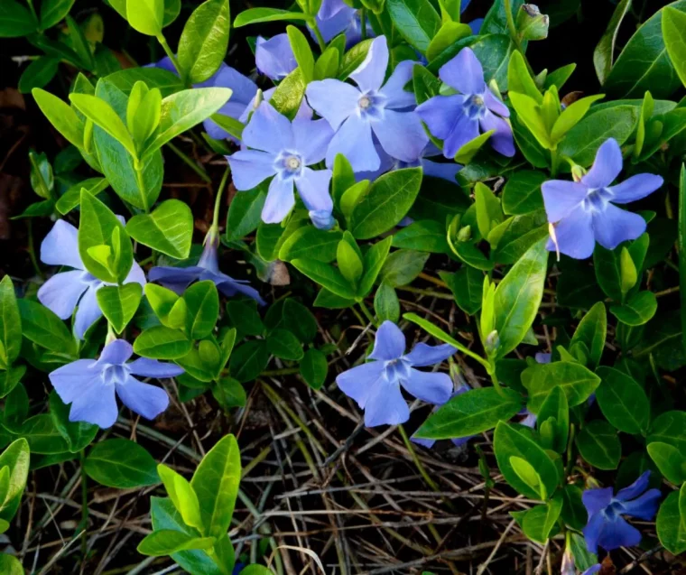 pervenche dans le jardin quelle planterampante couvre sol ombre persistant et decorative