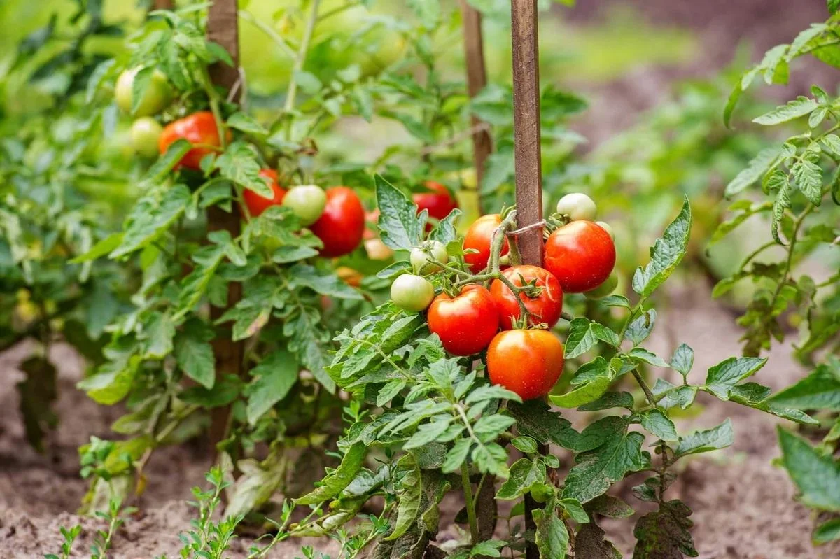 peut on planter des betteraves a cote des tomates