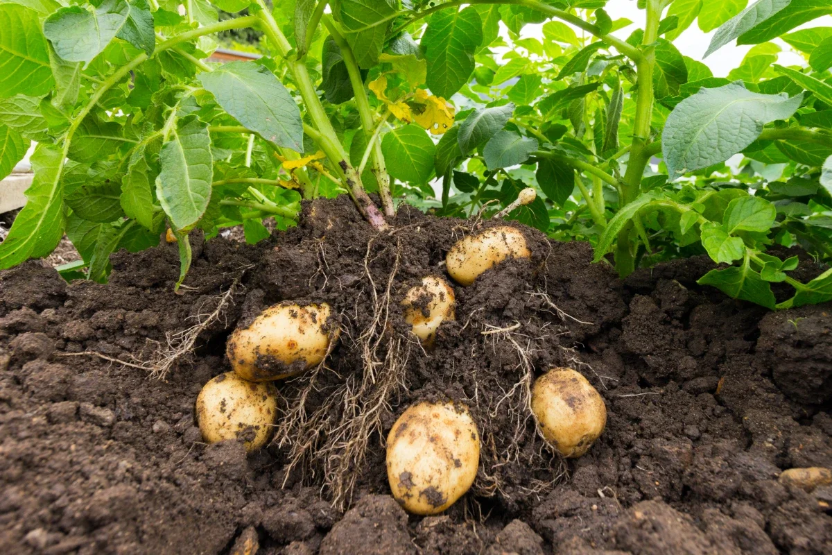 peut on planter des pommes de terre pres des betteraves
