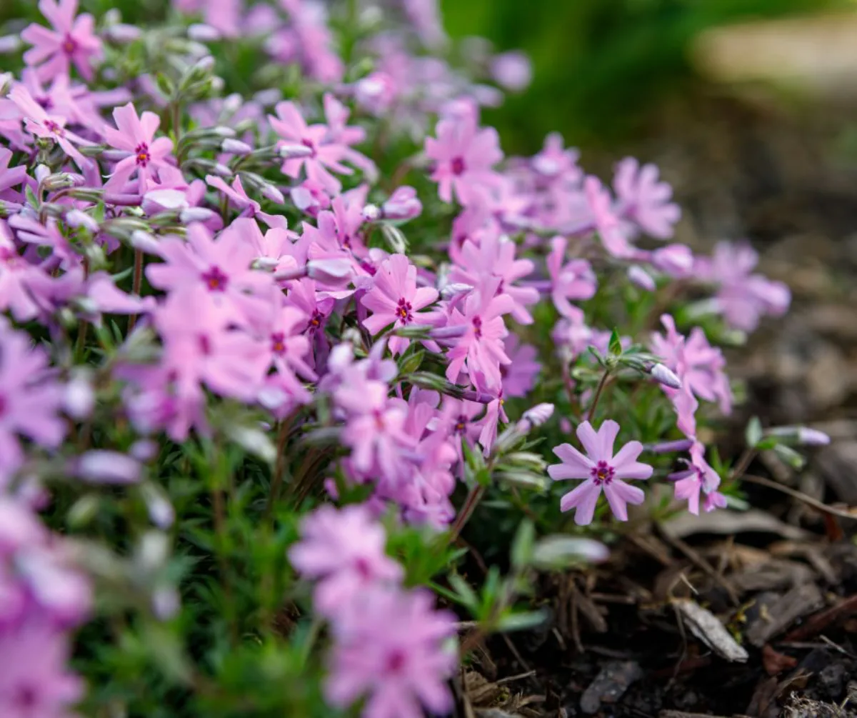 phlox rampant pour couvre sol fleuri de fleurs couleur rose deco jardin originale