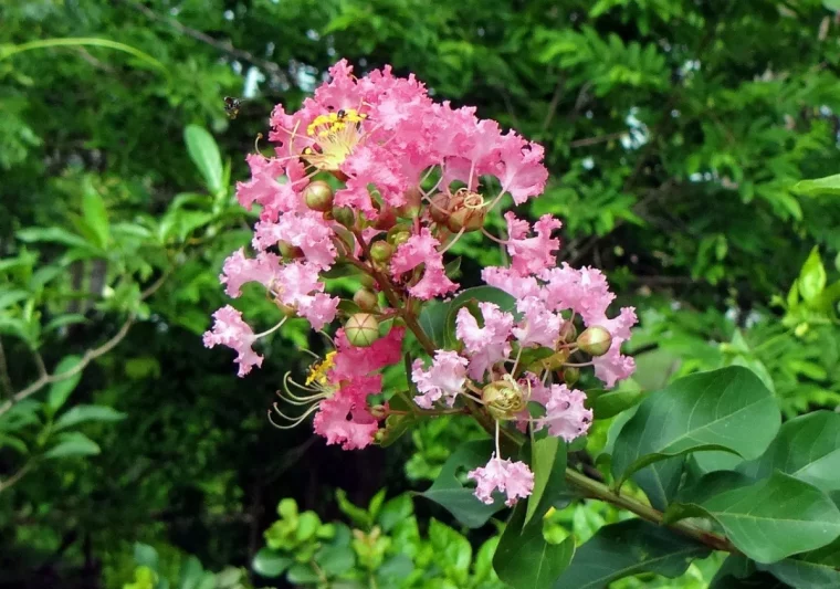 photographie lilas d indes floraison fleurs roses arbre ornemental