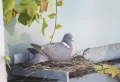 Comment empêcher les pigeons de faire un nid sur votre balcon : stratégies simples pour les éloigner