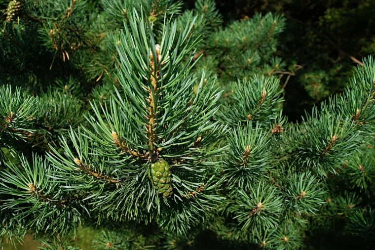 pin aiguilles pomme de pin verte nature photographie foret