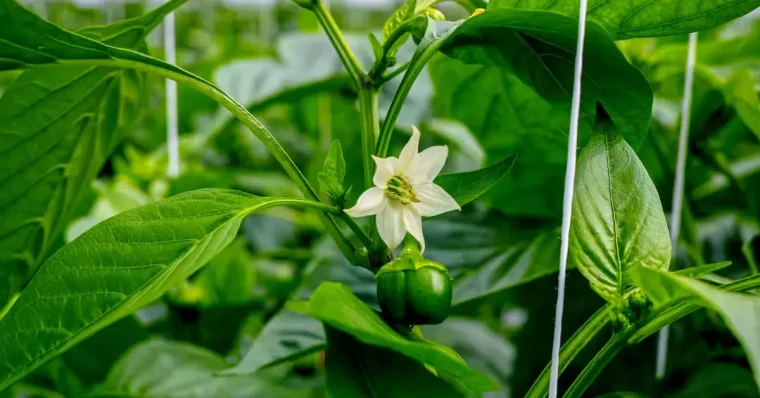 plant de poivrons avec une fleur blanche et petit poivrons vert