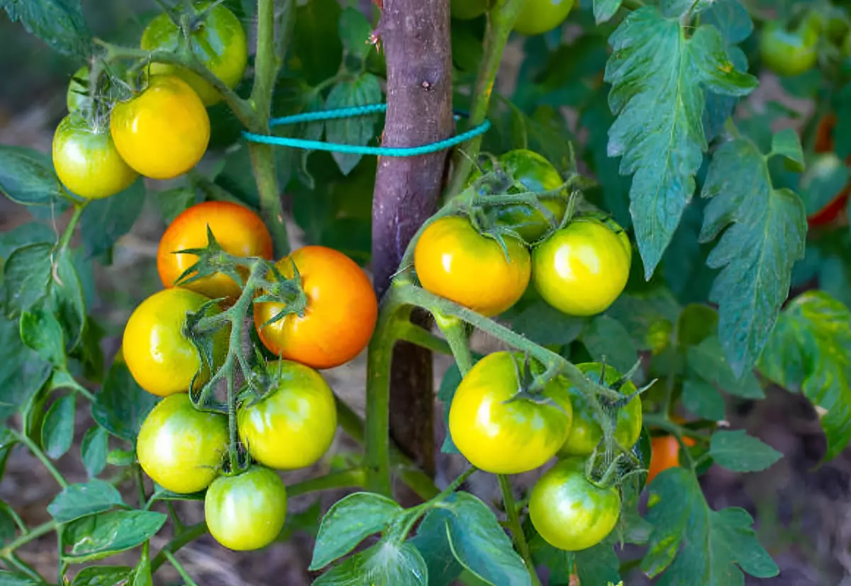 plant de tomates avec des grappes de fruits pas encore murs