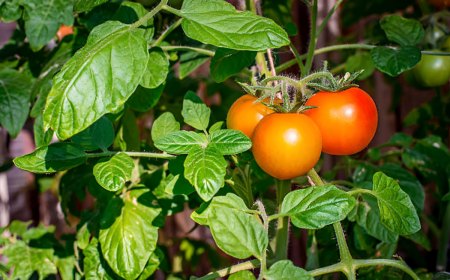 plant de tomates sous le soleil du mois d aout avec trois fruits presque murs