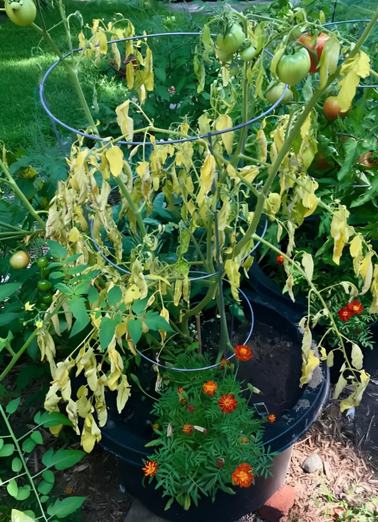 plant de tomates trop arrose dans un pot avec le feuillage deseche