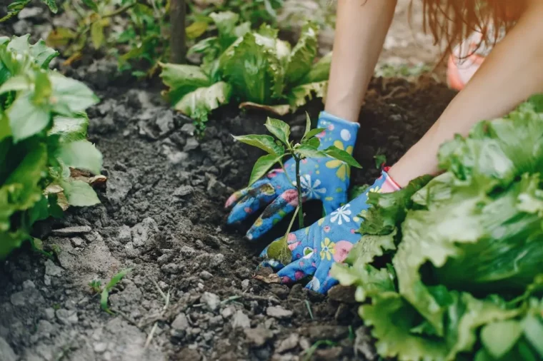 plantation cultures potager plantes legumes ombre gants jardinage femme jeunes plants