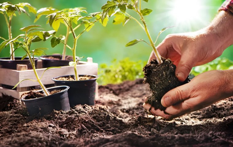 plantation de jeunes plants de tomates dans un jardin