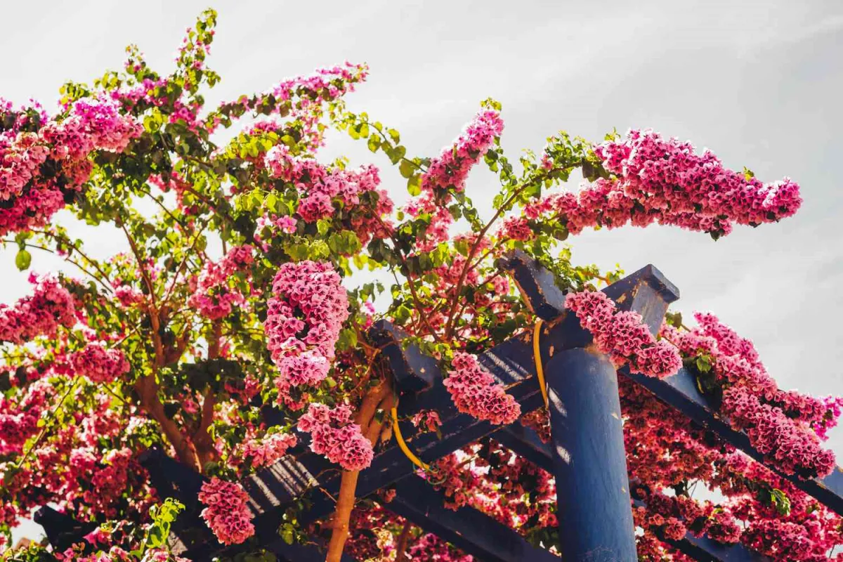 plante a floraison en grappes roses pour jardin