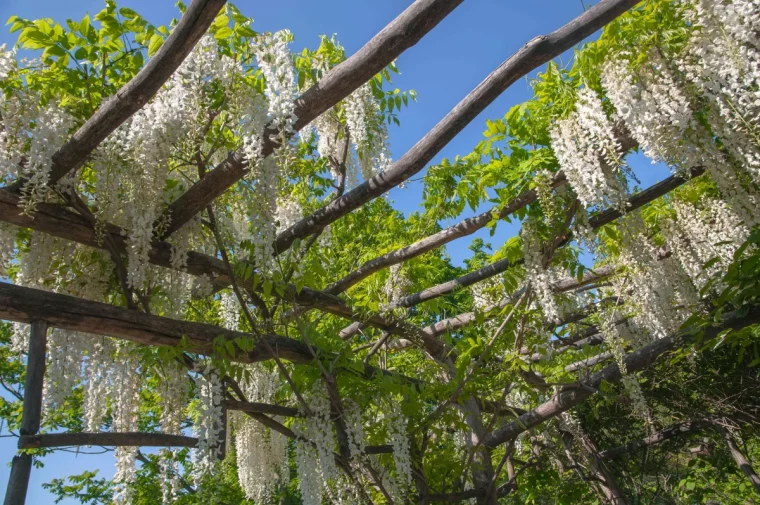 plante a floraison pour treillis ou pergola avis