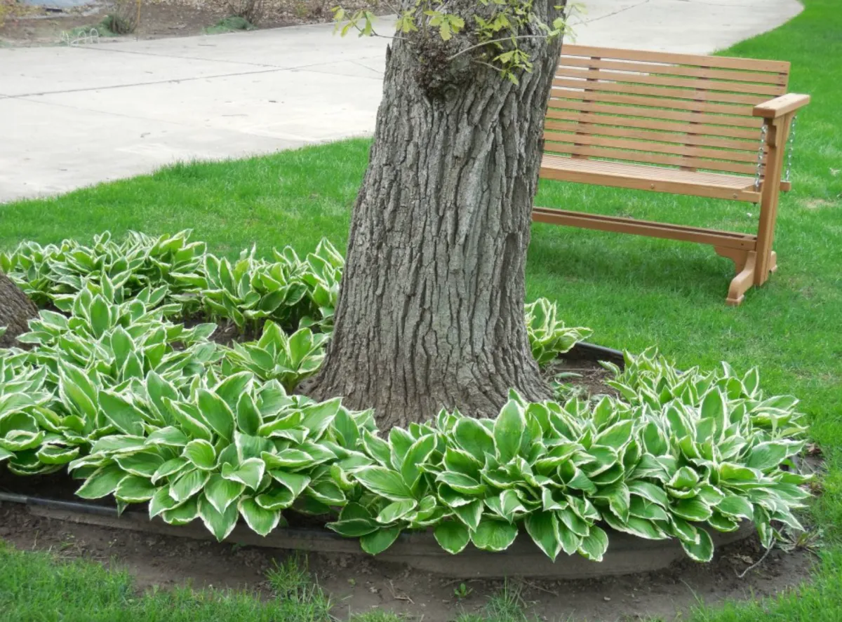 plante couvre sol pour remplacer le gazon hosta sous arbre banc bois