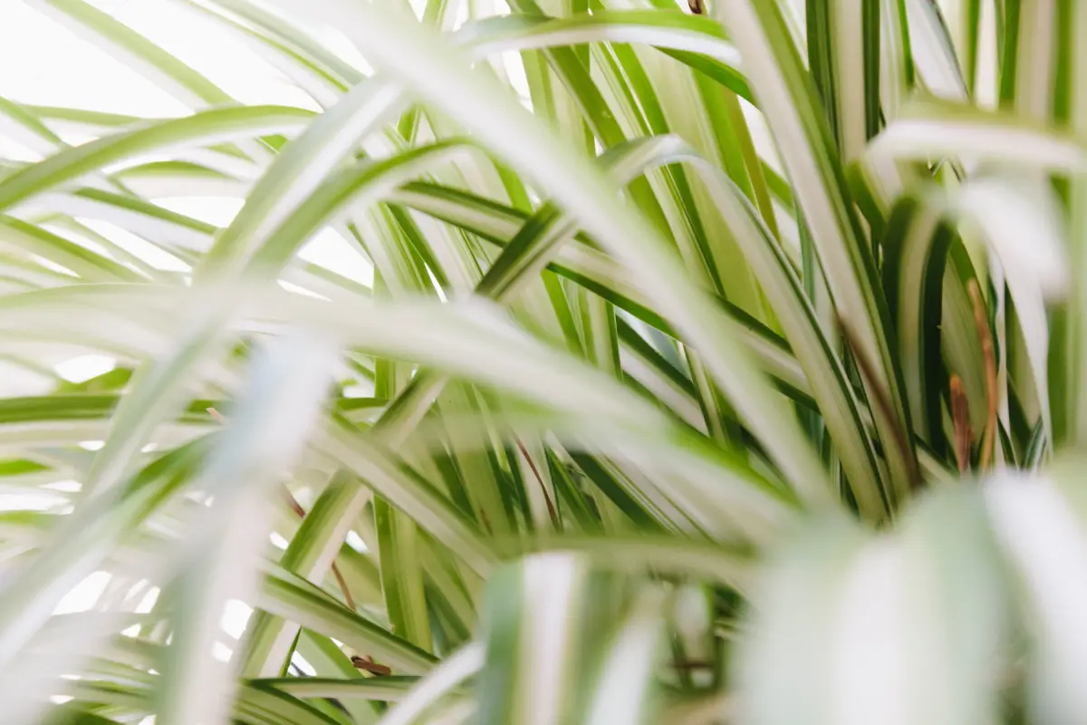 plante d araignee chlorophytum feuilles panaches vert et blanc entretien plante purifiante air