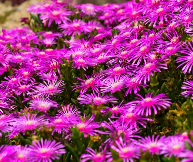 plante grimpante couvre sol persistant pour remplacer les mauvaises herbes