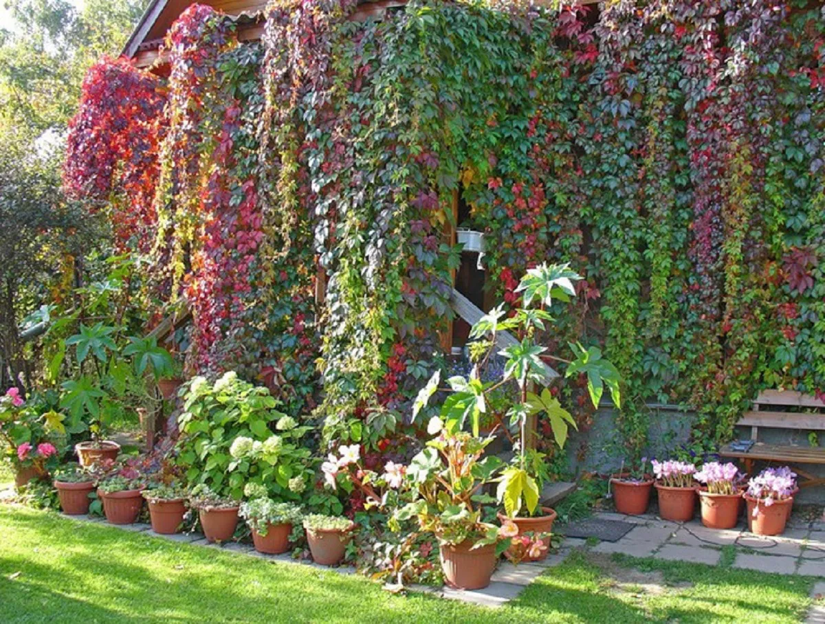 verdure sur toute la facade de la maison plantes en pots