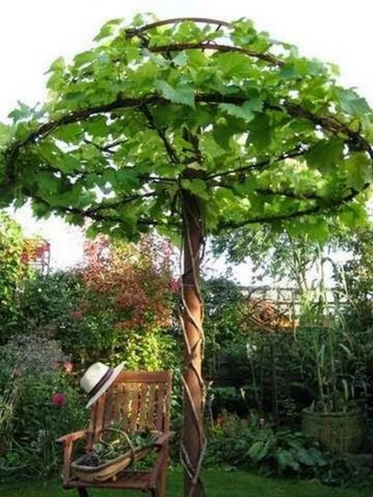 plante pour couvrir rapidement une pergola sous forme deombrelle