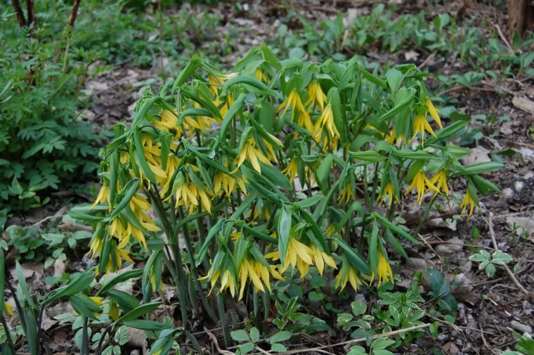 plante vivace uvularia jardin forestier feuilles mortes branches seches fleurs jaunes