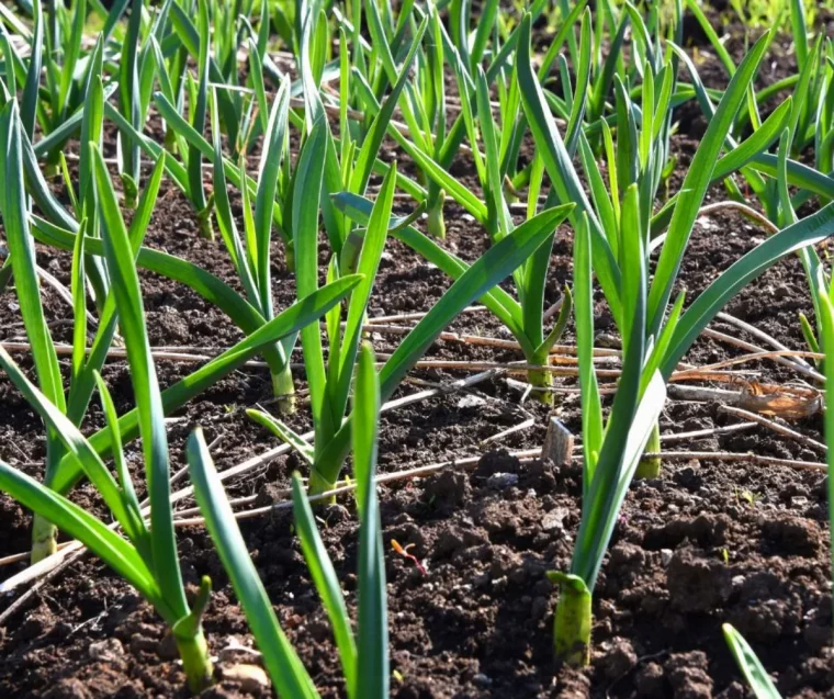 plantes compagnes framboisiers l ail l oignon pour repousser les nuisibles