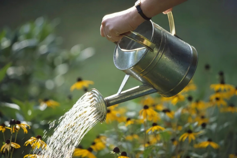 plantes plein soleil sans arrosage a planter en 2024