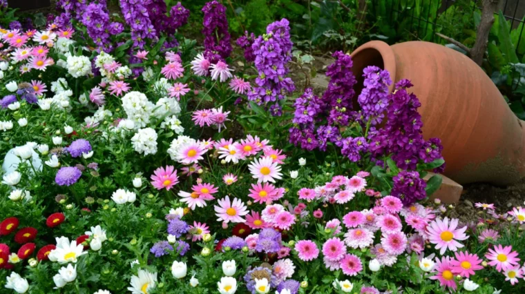 plantes vivaces plein soleil sans arrosage fleurs colorees