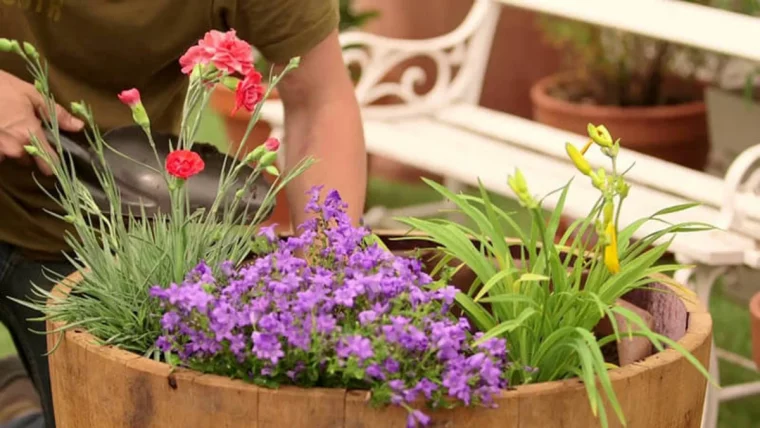 plantes vivaces resitantes a la chaleur en pot