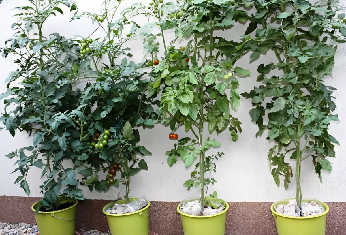 plants de tomates qui ont pousse tres haut dans quatre seaux verts