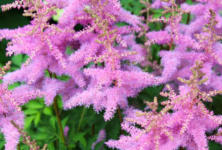 plumeaux de fleurs roses d astilbe