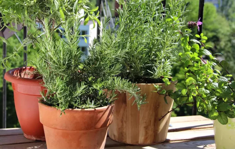 plusieurs pots de plantes repulsives sur une surface en bois sur un balcon