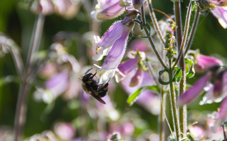 pollinisateurs abeilles sur plante fleurie petales rose violet tige longue