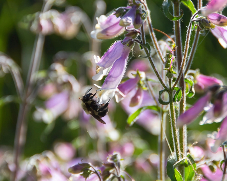 pollinisateurs abeilles sur plante fleurie petales rose violet tige longue