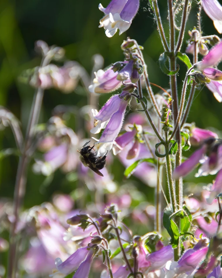 pollinisateurs abeilles sur plante fleurie petales rose violet tige longue
