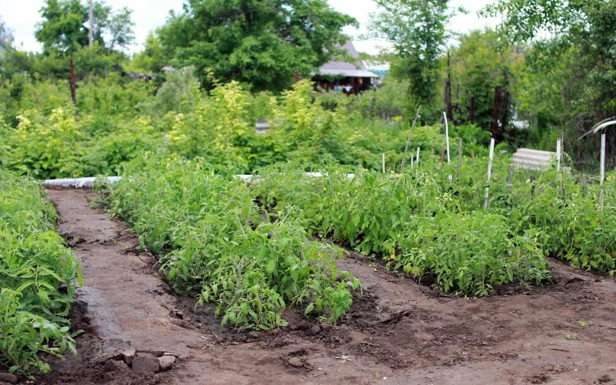 potager sol arrosage humidite terre tomates plants jeunes support tuteurs