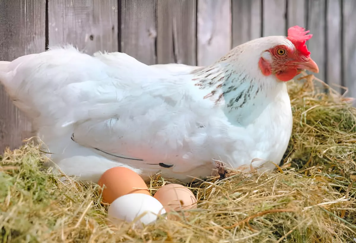 poule blanche en bonne sante qui donne des œufs blancs dans un coin du poulailler fourni avec beaucoup de paille