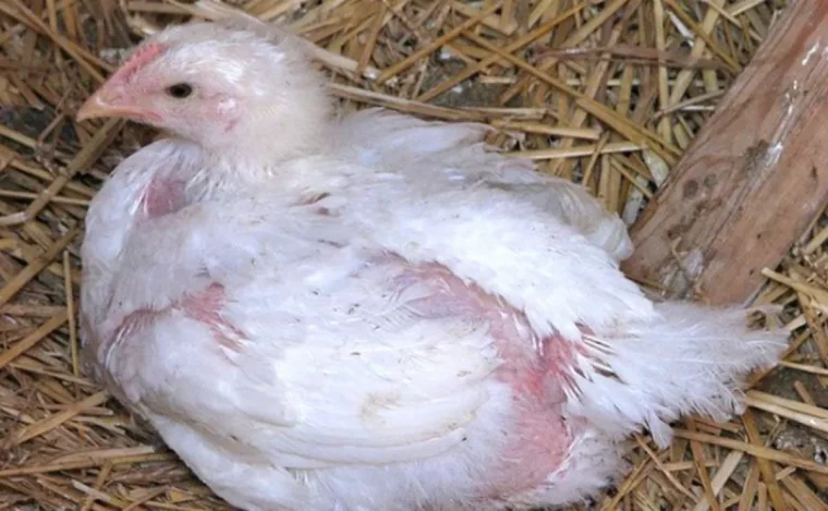 poule qui tué une autre poule poule blanche saignant