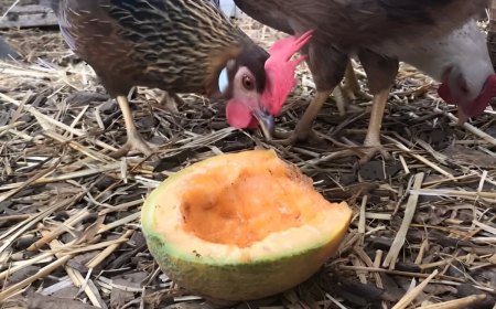 poules au dessus d un melon entame sur un sol avec de la paille