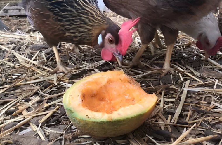 poules au dessus d un melon entame sur un sol avec de la paille