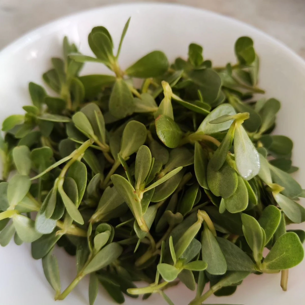 pourprier salade sans arrosage feuilles vertes
