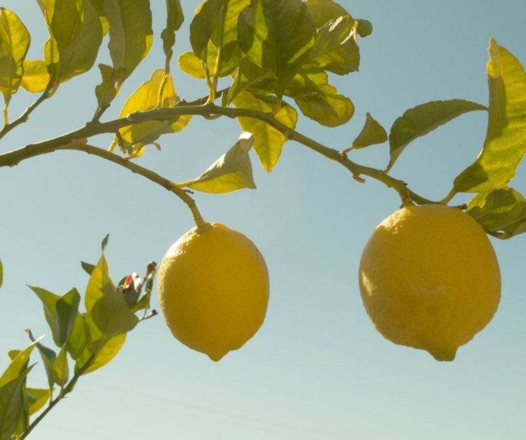 pourquoi les feuilles de mon citronnier jaunissent causes et remdès de grand mère